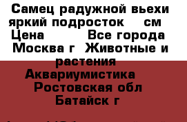 Самец радужной вьехи яркий подросток 15 см › Цена ­ 350 - Все города, Москва г. Животные и растения » Аквариумистика   . Ростовская обл.,Батайск г.